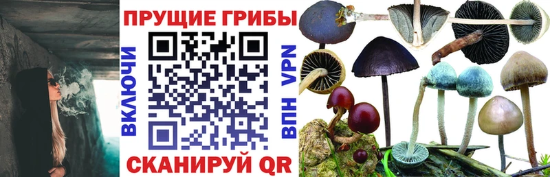купить наркотики сайты  hydra как зайти  Галлюциногенные грибы Cubensis  Белая Холуница 